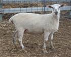 Sheep Trax Madeline 394M